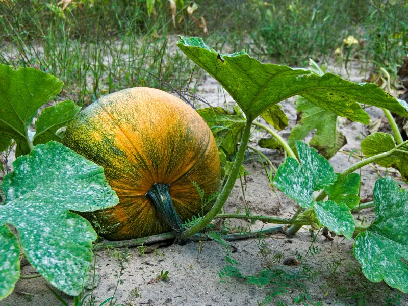 Can Rabbits Eat Pumpkin? A Comprehensive Guide to Feeding Your Bunny