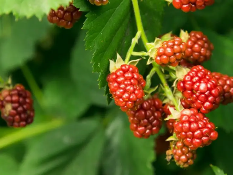 Can Rabbits Eat Raspberries? A Comprehensive Guide to Feeding Your ...