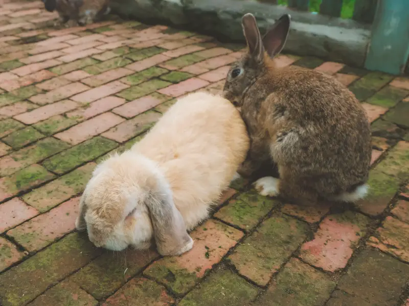 Can Male Rabbits Live Together