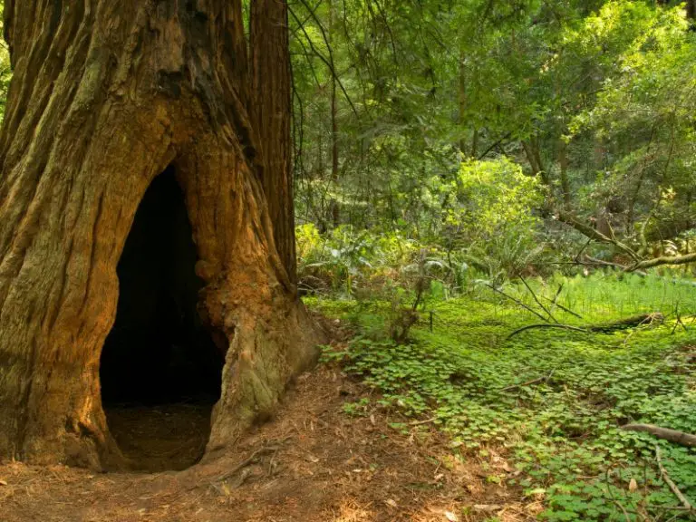 Can Rabbits Climb Trees? The Truth About Rabbits' Climbing Abilities