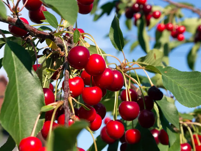 Can Rabbits Eat Cherries Everything You Need to Know