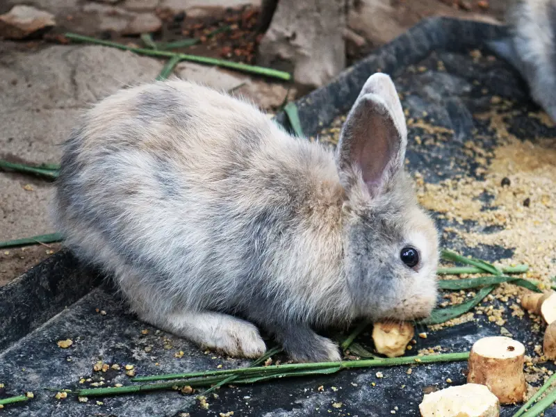 Can Rabbits Eat Potatoes