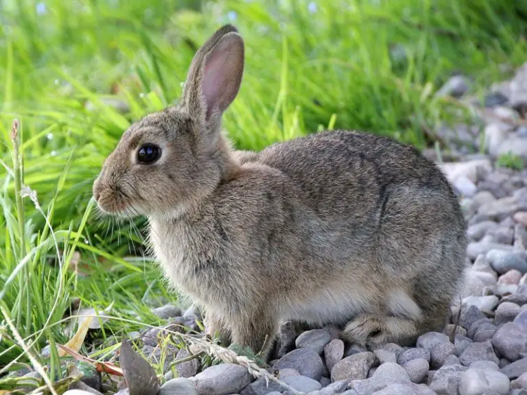 how-to-keep-rabbits-from-eating-everything-in-your-garden