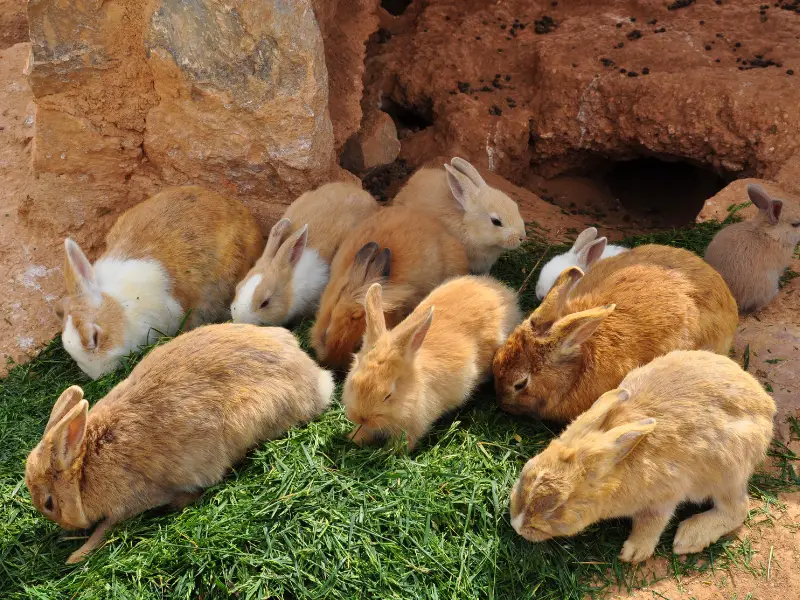 Do Rabbits Dig Holes to Have Babies