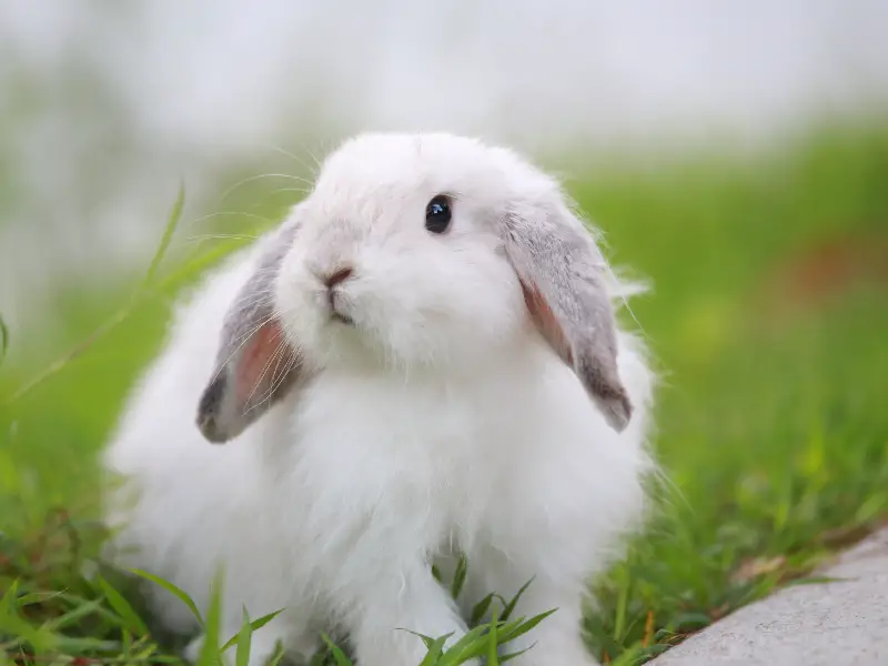 Do Rabbits Respond to Names