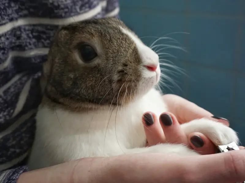 How Many Toes Does a Rabbit Have
