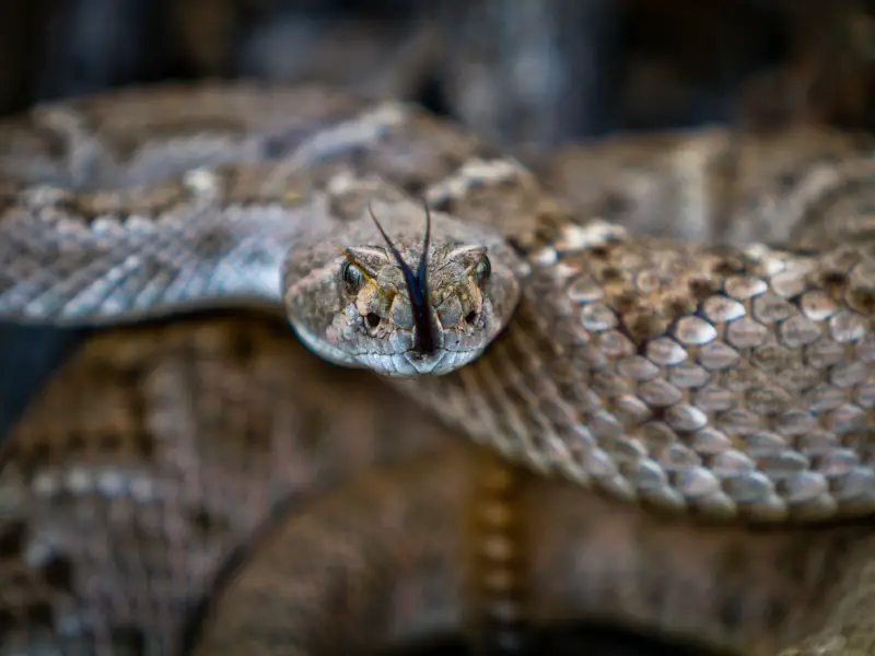 How are rabbits immune to snake venom