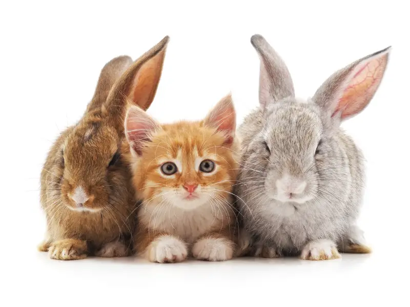 How to Keep Your Rabbits Safe from Cats