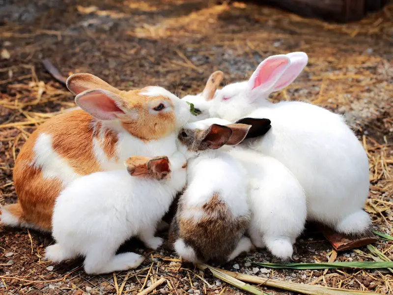 Rabbit Grooming Tips