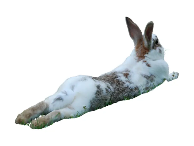 What is Rabbit Sploot