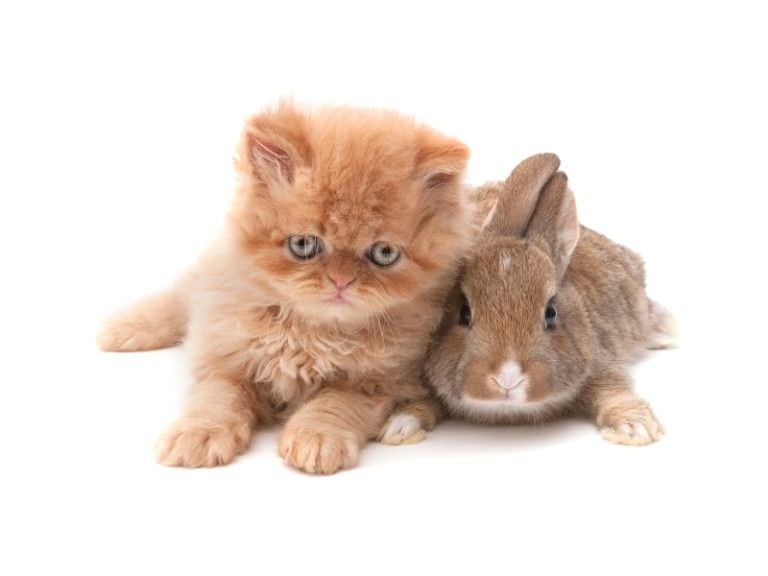 rabbit-guide-rabbit-insider