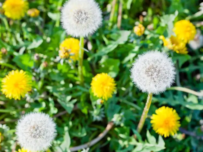 Can Rabbits Eat Dandelions? A Comprehensive Guide Rabbit Insider