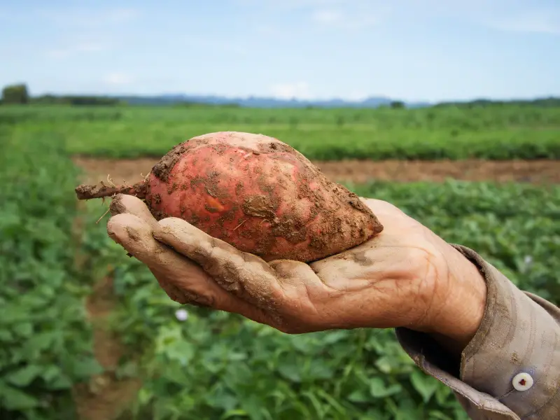 Benefits of Feeding Sweet Potatoes to Rabbits