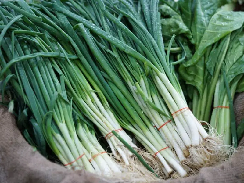Can Rabbits Eat Green Onions