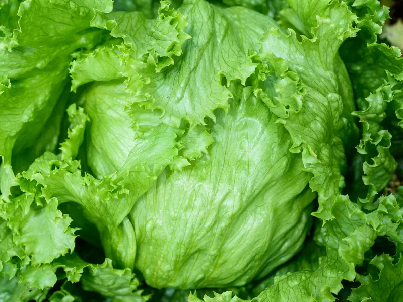 Can Rabbits Eat Iceberg Lettuce What You Need to Know