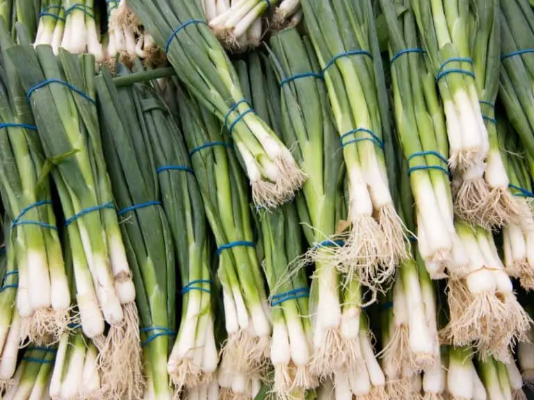 Can Rabbits Eat Green Onions? A Comprehensive Guide - Rabbit Insider