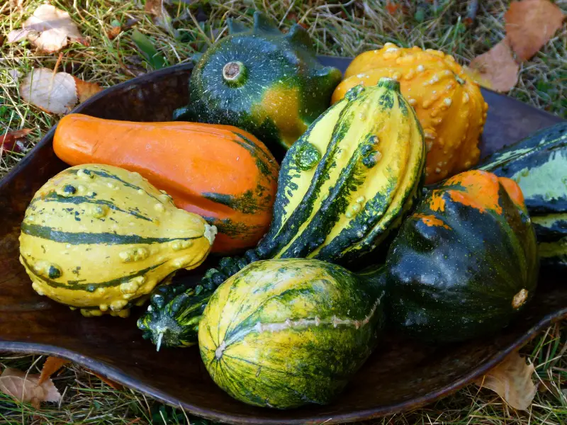 Risks of Feeding Too Much Squash to Rabbits